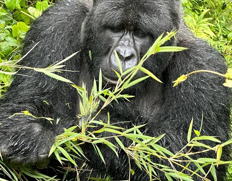 Mountain Gorilla Trekking in Bwindi