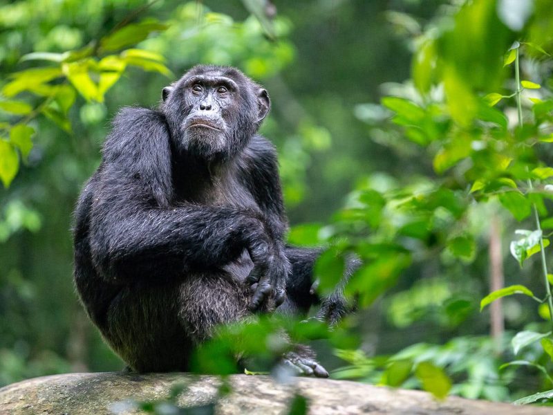 Chimpanzee Tracking Safari