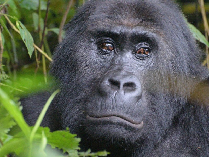 Virunga Gorillas & Rwenzori Trekking