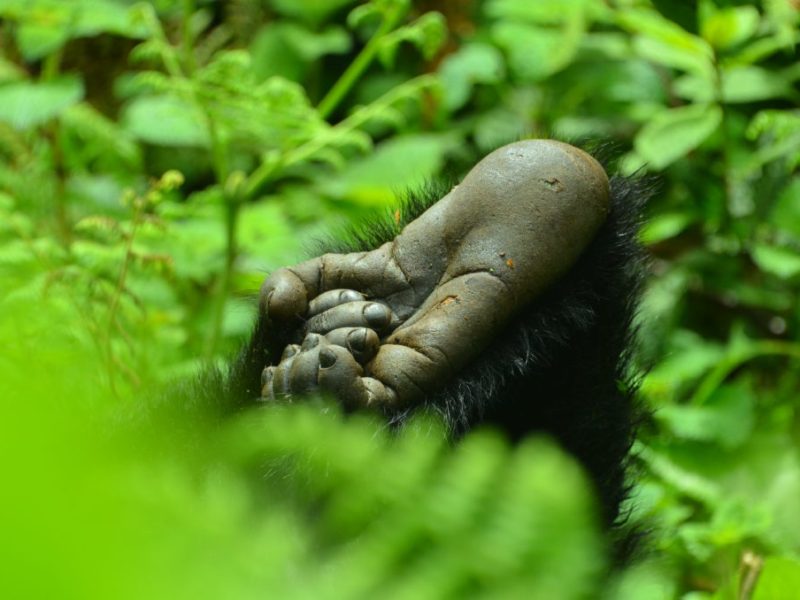 Mountain Gorilla Watching in Uganda