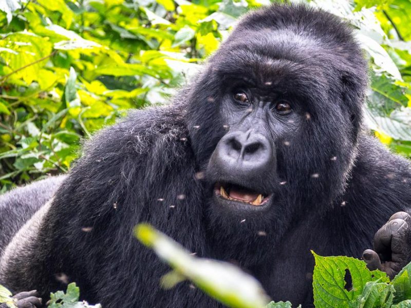 Mountain Gorilla Watching in Uganda