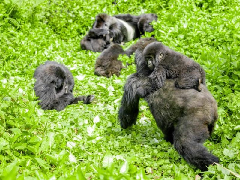 5 Days Gorilla & Nyiragongo