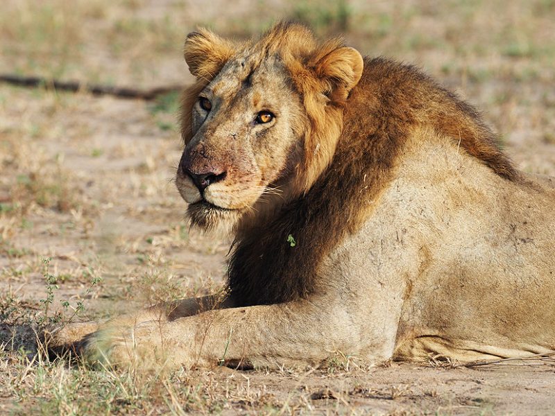 Uganda Wildlife Safari