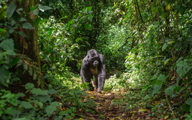 7 Days Congo Gorilla Safari