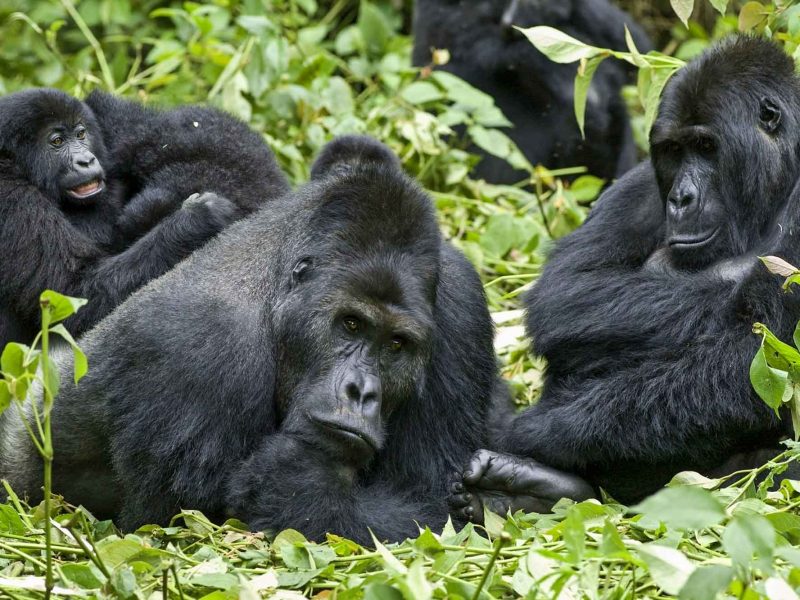 Rwanda Mountain Gorilla