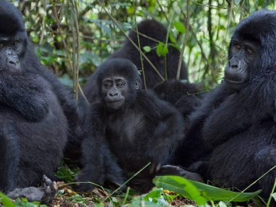 Uganda Gorilla & Nyiragongo Trek